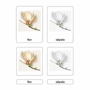 Partes de la Flor
